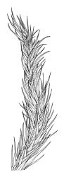 Dicranoloma robustum “integrifolium” growth form, shoot, moist. Drawn from G.O.K. Sainsbury 590, CHR 541110.
 Image: R.C. Wagstaff © Landcare Research 2018 